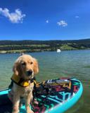 Chien avec gilet de sauvetage sur un paddle, au bord du Lac de Joux.